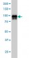 IFI16 Antibody (monoclonal) (M03)